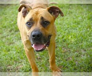 LEMON - Female Black Mouth Cur-Unknown Mix Dog for Adoption - Photo #2