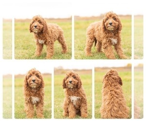 Cavapoo Puppy for sale in MENTONE, IN, USA