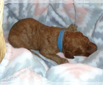 Small Photo #13 Poodle (Standard) Puppy For Sale in CLATSKANIE, OR, USA