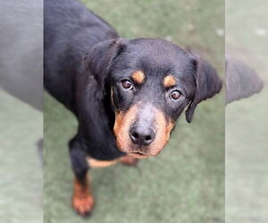 Rottweiler Dogs for adoption in garner, NC, USA