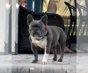 Mother of the French Bulldog puppies born on 08/08/2025