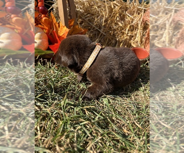 Medium Photo #4 Labrador Retriever Puppy For Sale in NEOLA, WV, USA