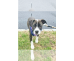 Small #12 Beagle-Pointer Mix
