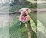 Small #22 American Staffordshire Terrier Mix