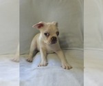 Small Photo #35 Boston Terrier Puppy For Sale in ALBANY, OH, USA