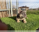 Small #16 French Bulldog
