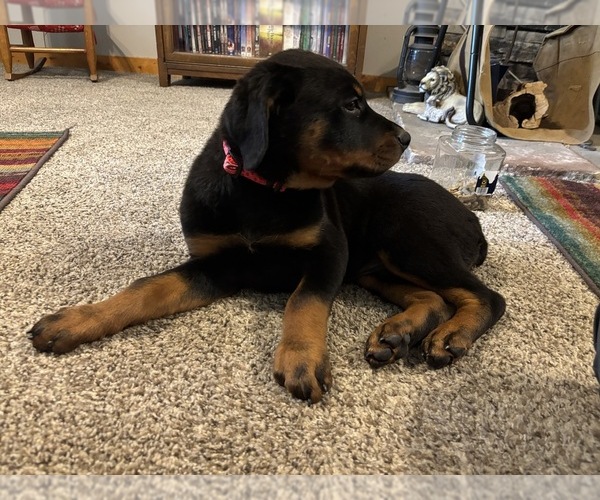 Medium Photo #5 Rottweiler Puppy For Sale in WHITNEY, NE, USA