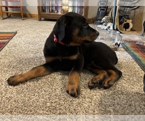 Medium Rottweiler