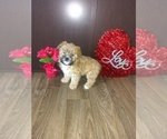 Small Photo #11 Maltese Puppy For Sale in LAPEER, MI, USA