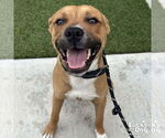 Small Boxer Mix