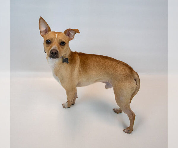 Medium Photo #2 Chihuahua-Unknown Mix Puppy For Sale in Kennesaw, GA, USA