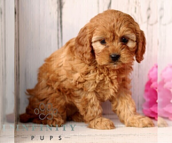 Medium Photo #4 Cavapoo (Miniature) Puppy For Sale in NEW HOLLAND, PA, USA
