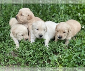 Golden Retriever Puppy for sale in FEDERAL WAY, WA, USA