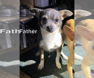 Father of the Chihuahua puppies born on 08/21/2022