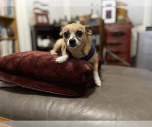 Lucy - Female Chipin Dog for Adoption - Photo #6