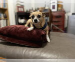 Small Photo #6 Chipin Puppy For Sale in San Francisco, CA, USA