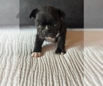 Puppy Puppy 3 French Bulldog