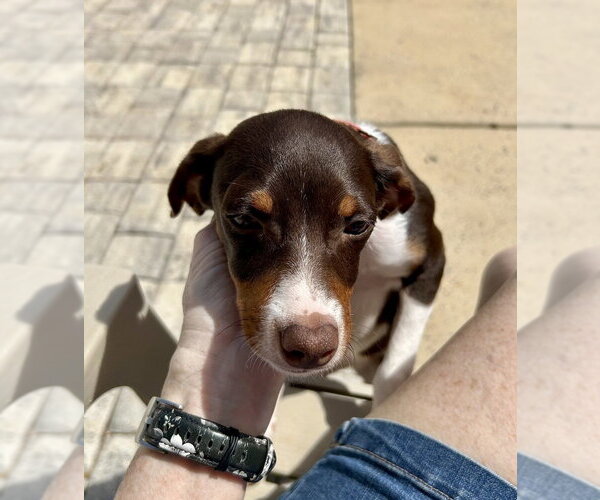 Medium Photo #1 Doxle Puppy For Sale in Mooresville, NC, USA