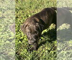 Small #1 American Pit Bull Terrier-American Staffordshire Terrier Mix