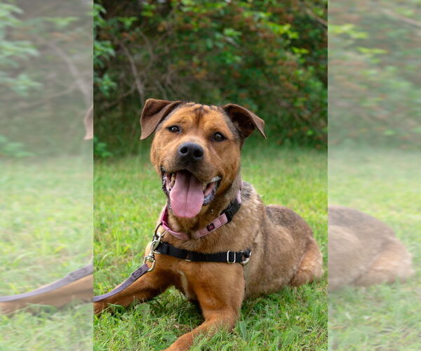 Medium Photo #2 Mutt Puppy For Sale in Bemidji, MN, USA