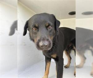 German Shepherd Dog-Unknown Mix Dogs for adoption in Houston, TX, USA