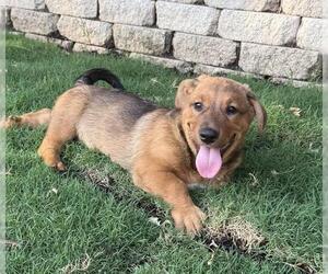 Pembroke Welsh Corgi-Unknown Mix Dogs for adoption in San Antonio, TX, USA