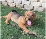 Small Pembroke Welsh Corgi Mix