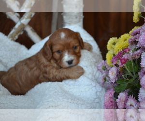 Cavapoo Litter for sale in GREENWOOD, WI, USA