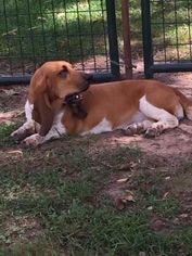 Mother of the Basset Hound puppies born on 06/22/2018