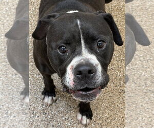 Mutt Dogs for adoption in Hilton Head, SC, USA