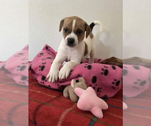 Bogle Dogs for adoption in Osgood, IN, USA