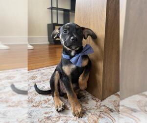 Labrador Retriever-Unknown Mix Dogs for adoption in San Antonio, TX, USA