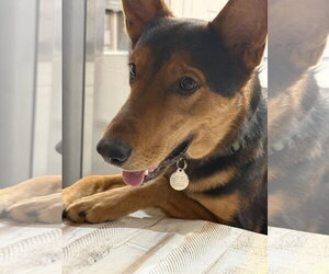 German Shepherd Dog-Unknown Mix Dogs for adoption in Chandler, AZ, USA