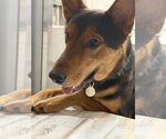 Small German Shepherd Dog Mix