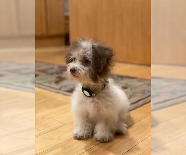 Medium Photo #2 Havanese Puppy For Sale in Wheaton, IL, USA