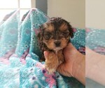 Small Photo #3 Morkie Puppy For Sale in KENDALL, WI, USA