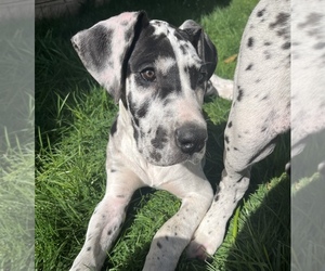 Great Dane Puppy for sale in OLYMPIA, WA, USA