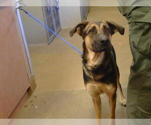 German Shepherd Dog Dogs for adoption in Sacramento, CA, USA