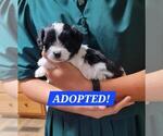 Puppy Scout Maltipoo