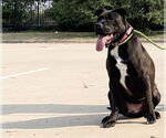Small #21 American Pit Bull Terrier-Labrador Retriever Mix