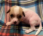 Small Photo #4 Chinese Crested Puppy For Sale in SOUTHERN PINES, NC, USA