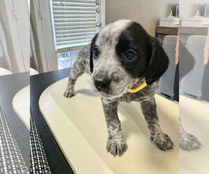 Beagle-Unknown Mix Dogs for adoption in Princeton, MN, USA