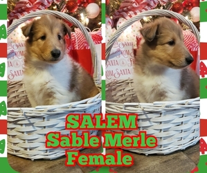 Collie Puppy for sale in TEMPLE, TX, USA