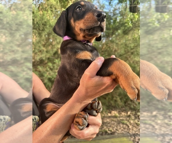 Medium Photo #4 Doberman Pinscher Puppy For Sale in LIVINGSTON, LA, USA