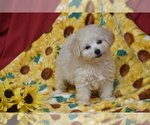 Small #2 Bichpoo