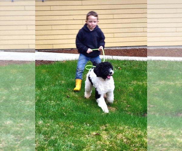 Medium Photo #1 Poodle (Standard) Puppy For Sale in BRUSH PRAIRIE, WA, USA