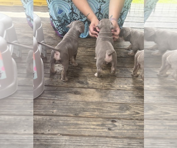 Medium Photo #19 American Bully Puppy For Sale in GLASSPORT, PA, USA