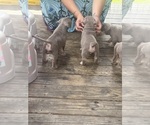 Small #18 American Bully