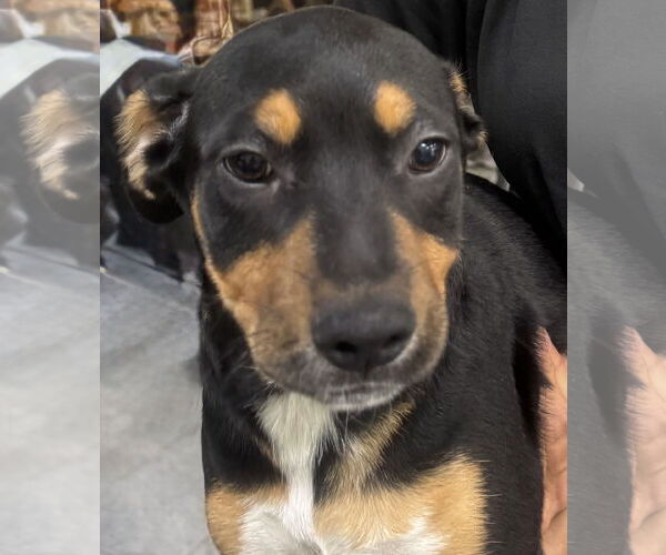 Medium Photo #1 Mutt Puppy For Sale in Royal Palm Beach, FL, USA