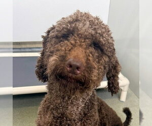 Mutt Dogs for adoption in Canton, CT, USA